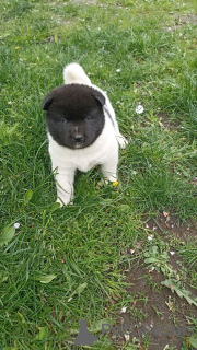 Photo №1. american akita - for sale in the city of Быхов | 147$ | Announcement № 139771