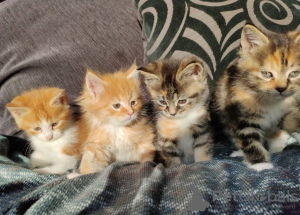 Photo №4. I will sell maine coon in the city of Berlin. private announcement, breeder - price - 370$