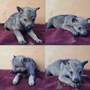 Photo №2 to announcement № 85651 for the sale of czechoslovakian wolfdog - buy in Serbia private announcement