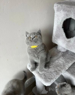 Photo №1. british shorthair - for sale in the city of Bayerbach | negotiated | Announcement № 168402