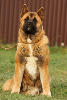 Photo №2 to announcement № 4444 for the sale of american akita - buy in Russian Federation private announcement, breeder