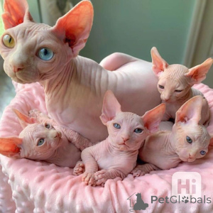 Photo №1. sphynx cat - for sale in the city of ANSUBRG | 356$ | Announcement № 149572