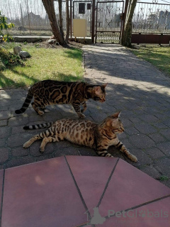 Additional photos: Bengal cats and cats