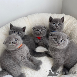 Photo №1. scottish fold - for sale in the city of Berlin | negotiated | Announcement № 169836