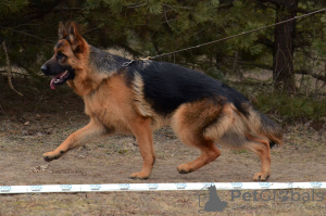 Photo №3. Bright, elegant, sociable puppies of a German shepherd! Documents KSU-FCI!. Ukraine