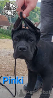 Photo №3. Cane Corso puppies. Serbia