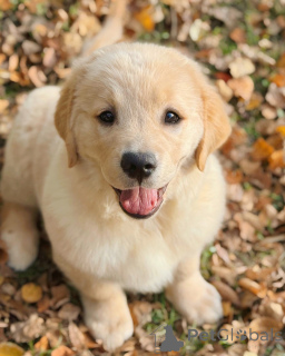 Photo №3. Meet Cooper the golden boy with a heart as warm as his coat!. Ireland