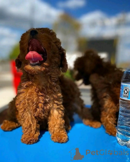 Photo №1. poodle (dwarf) - for sale in the city of Saint Pölten | 877$ | Announcement № 161890