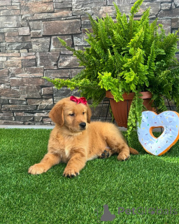 Photo №3. Golden Retriever Puppies Smart, Loving, and Easy to Train. Germany