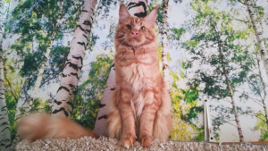 Photo №4. I will sell maine coon in the city of St. Petersburg. from nursery - price - 389$