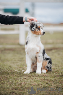 Photo №3. Gorgeous Australian Shepherd puppy. Belarus