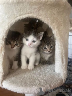 Photo №3. Kittens urgently looking for a new home. Germany