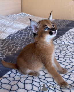 Photo №1. caracal - for sale in the city of Columbus | Is free | Announcement № 99615