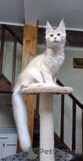 Photo №4. I will sell maine coon in the city of Sydney. private announcement - price - negotiated