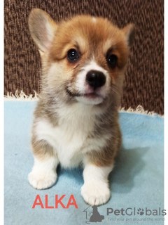 Photo №4. I will sell welsh corgi in the city of Валево.  - price - 581$