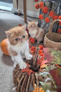 Photo №1. persian cat - for sale in the city of Jüchen | 361$ | Announcement № 178038