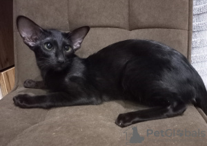 Photo №1. oriental shorthair - for sale in the city of Tyumen | negotiated | Announcement № 83138