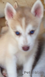Photo №2 to announcement № 172201 for the sale of siberian husky - buy in France private announcement