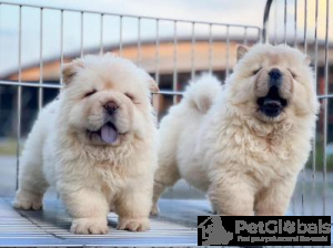 Photo №1. chow chow - for sale in the city of Kuwait City | negotiated | Announcement № 134064