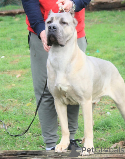 Photo №3. Cane Corso puppies. Serbia