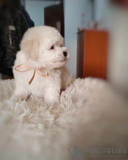 Additional photos: Bichon Frieze puppy for sale