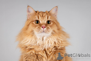 Photo №2 to announcement № 166040 for the sale of  - buy in Russian Federation from the shelter