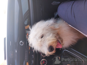Photo №1. bobtail - for sale in the city of Ниш | 1057$ | Announcement № 38814