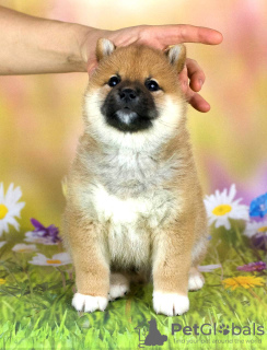 Photo №4. I will sell shiba inu in the city of Minsk. from nursery, breeder - price - negotiated
