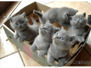 Photo №2 to announcement № 46472 for the sale of british shorthair - buy in Russian Federation private announcement