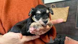 Photo №1. miniature pinscher - for sale in the city of Linz | 563$ | Announcement № 144486