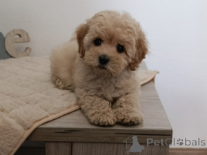 Photo №1. maltipu - for sale in the city of Belgrade | negotiated | Announcement № 144294