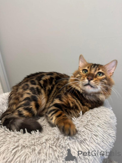 Photo №2 to announcement № 152660 for the sale of bengal cat - buy in Switzerland 