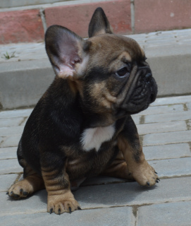 Photo №2 to announcement № 2896 for the sale of  - buy in Belarus private announcement