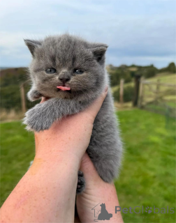 Photo №1. british shorthair - for sale in the city of Brondby | 329$ | Announcement № 151601