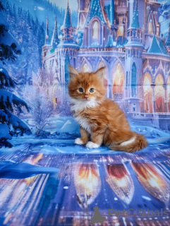 Photo №4. I will sell maine coon in the city of Lobnya. private announcement - price - 946$