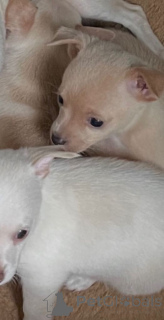 Photo №2 to announcement № 166930 for the sale of non-pedigree dogs - buy in Netherlands private announcement