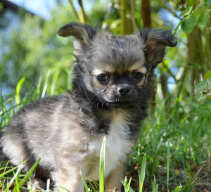 Photo №1. chihuahua - for sale in the city of Mozyr | negotiated | Announcement № 2845