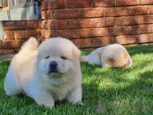 Photo №4. I will sell chow chow in the city of Calgary.  - price - negotiated