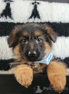 Photo №2 to announcement № 161637 for the sale of australian shepherd - buy in France private announcement