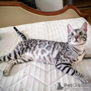 Photo №2 to announcement № 133694 for the sale of bengal cat - buy in Serbia breeder