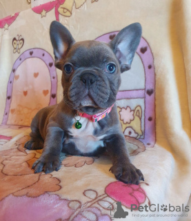 Photo №1. french bulldog - for sale in the city of Tübingen | negotiated | Announcement № 32660