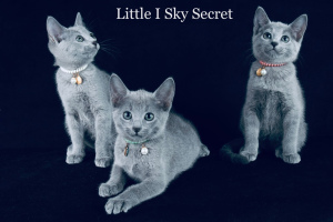 Photo №2 to announcement № 2187 for the sale of russian blue - buy in Russian Federation from nursery, breeder