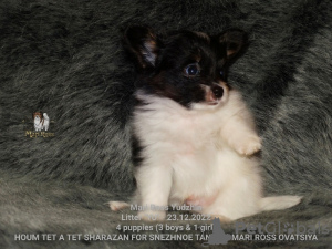 Photo №4. I will sell papillon dog in the city of Saratov. from nursery - price - negotiated