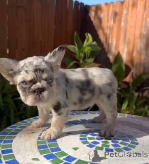 Photo №1. french bulldog - for sale in the city of Kerker | 361$ | Announcement № 175585