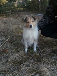 Photo №1. shetland sheepdog - for sale in the city of Minusinsk | 273$ | Announcement № 1789