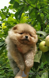 Photo №4. I will sell pomeranian in the city of Warsaw. private announcement - price - 919$