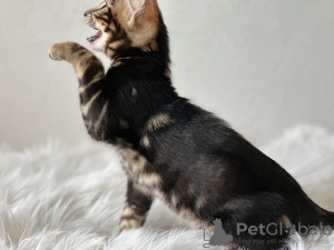 Photo №4. I will sell bengal cat in the city of Marseilles. private announcement, from nursery, breeder - price - negotiated