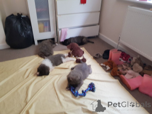 Photo №3. Caucasian shepherd puppies. Denmark