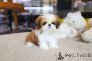 Photo №3. Dean Janet Kay puppies house. United States