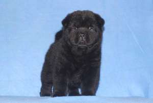 Additional photos: Chow chow puppies